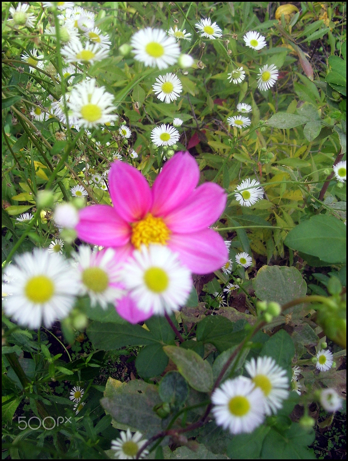 Kodak EASYSHARE C533 ZOOM DIGITAL CAMERA sample photo. Autumn flowers photography