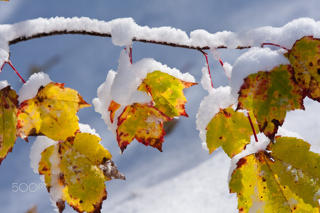 Canon EOS 40D + Canon EF 300mm F2.8L IS USM sample photo. First snow photography