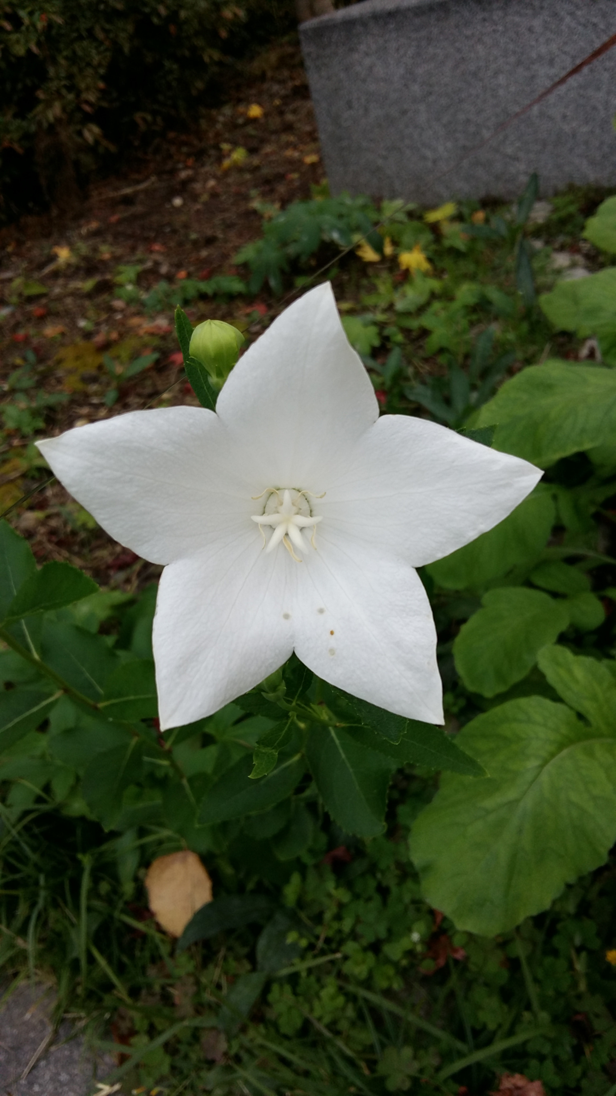 Samsung Galaxy Grand-Max sample photo
