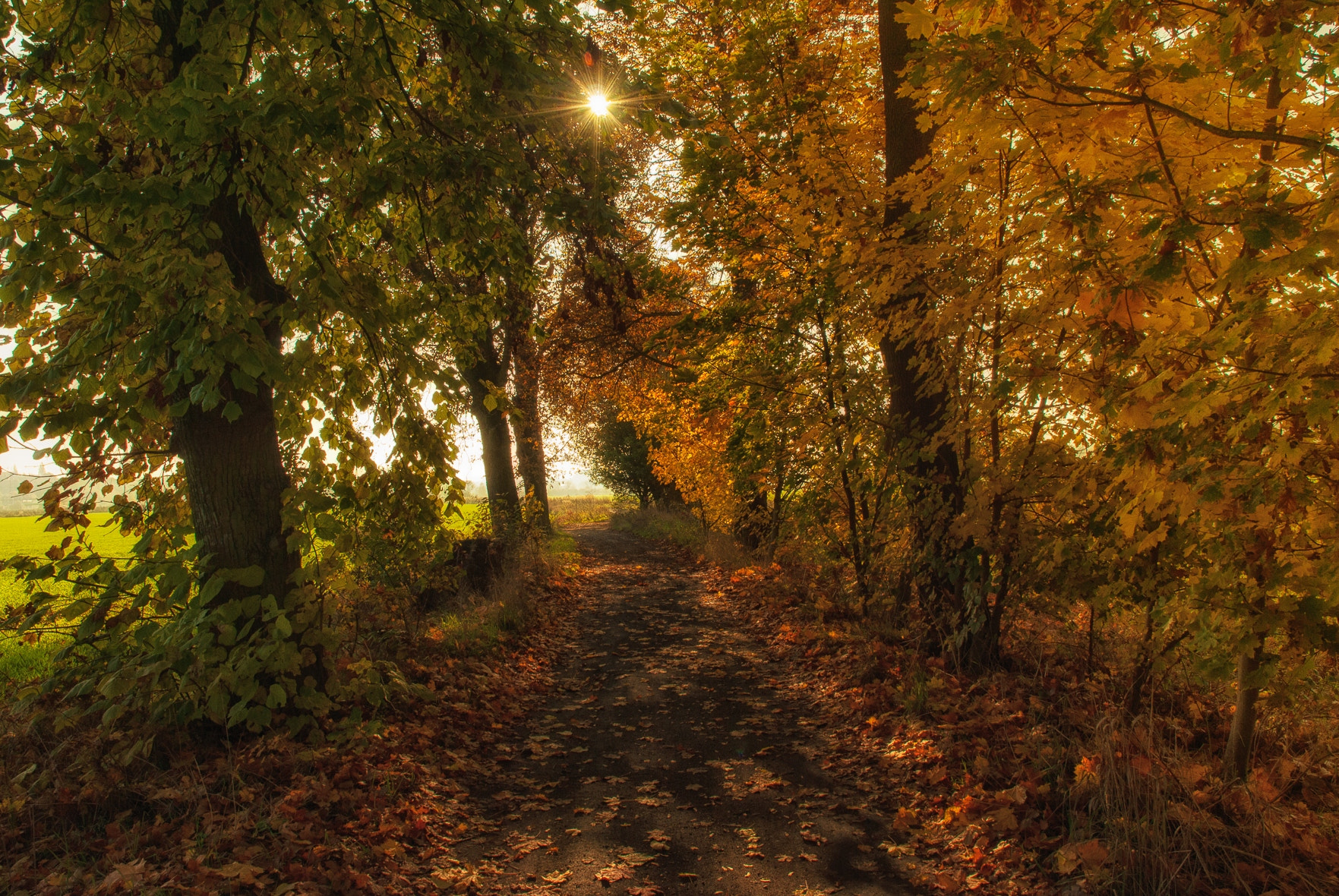 Nikon D3000 sample photo. Chestnut alley photography