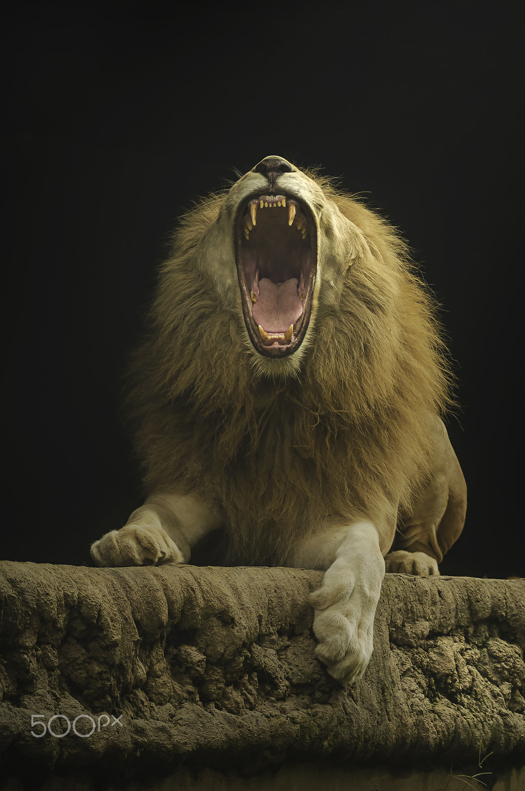 Nikon AF-Nikkor 80-200mm F2.8D ED sample photo. Song of the king photography