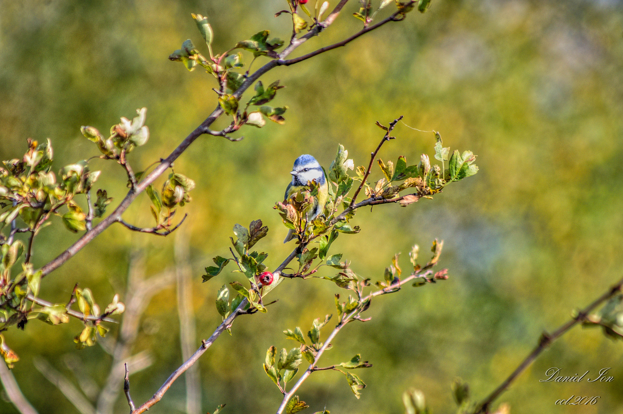 Pentax K-x sample photo. Parus caeruleus photography