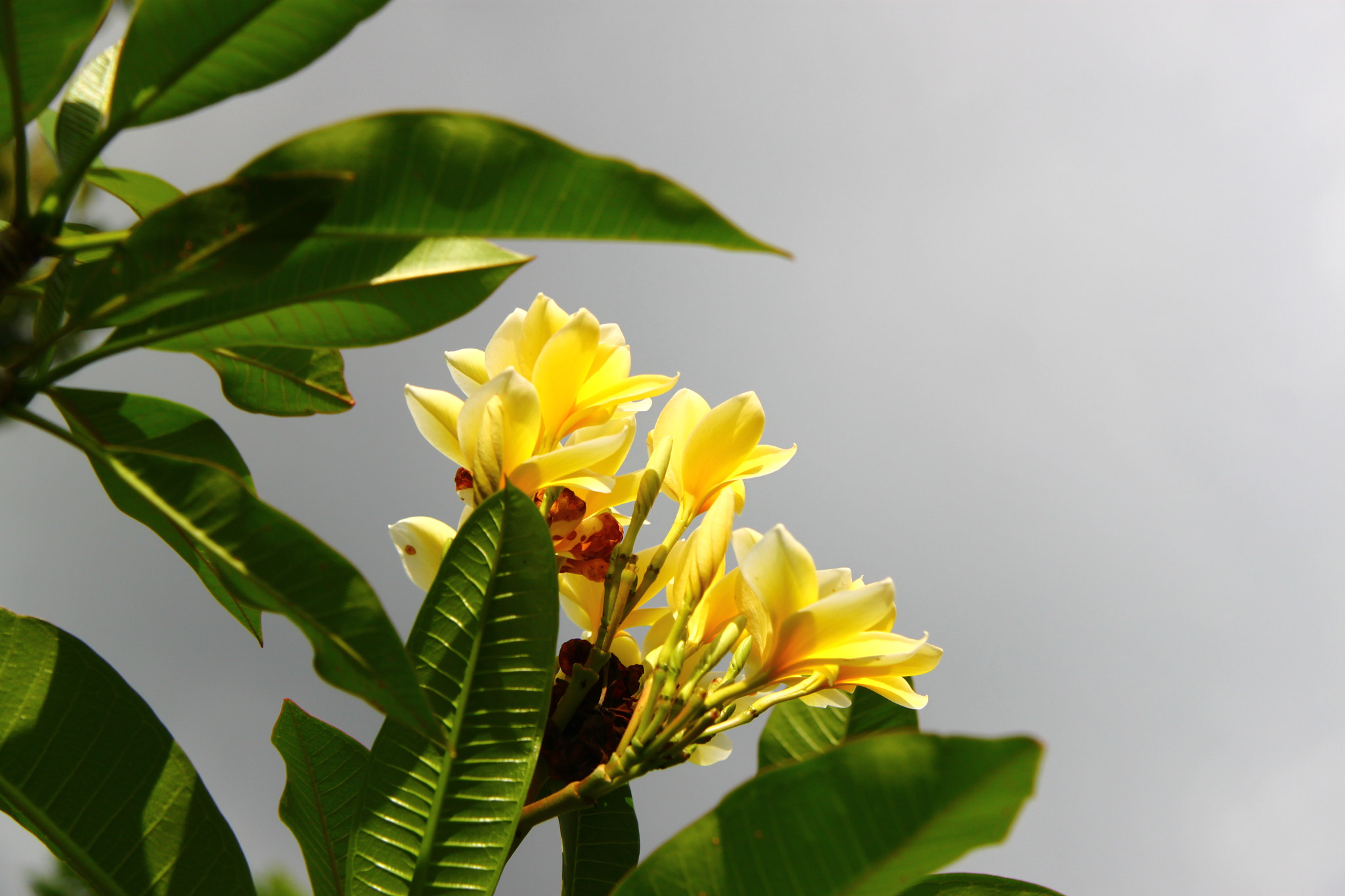 Canon EF-S 17-85mm F4-5.6 IS USM sample photo. Yellow & grey photography