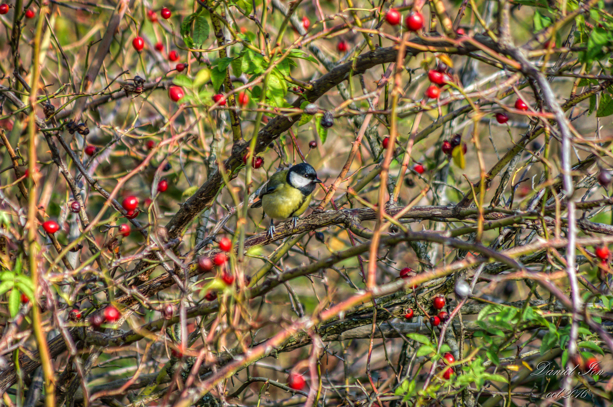 Pentax K-x sample photo. Parus major photography