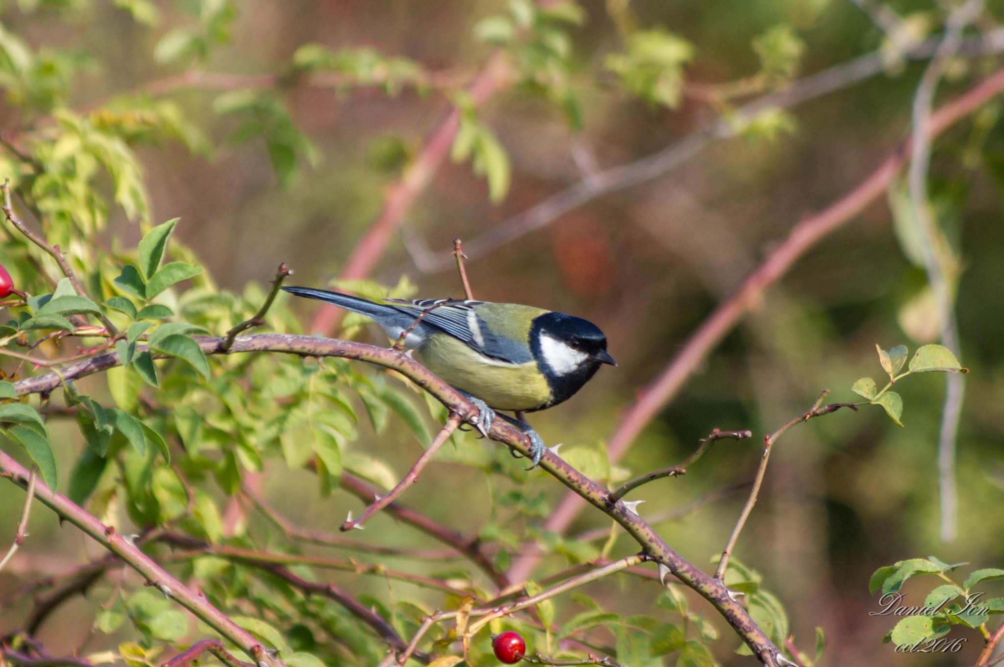 smc PENTAX-FA 80-320mm F4.5-5.6 sample photo. Parus major photography