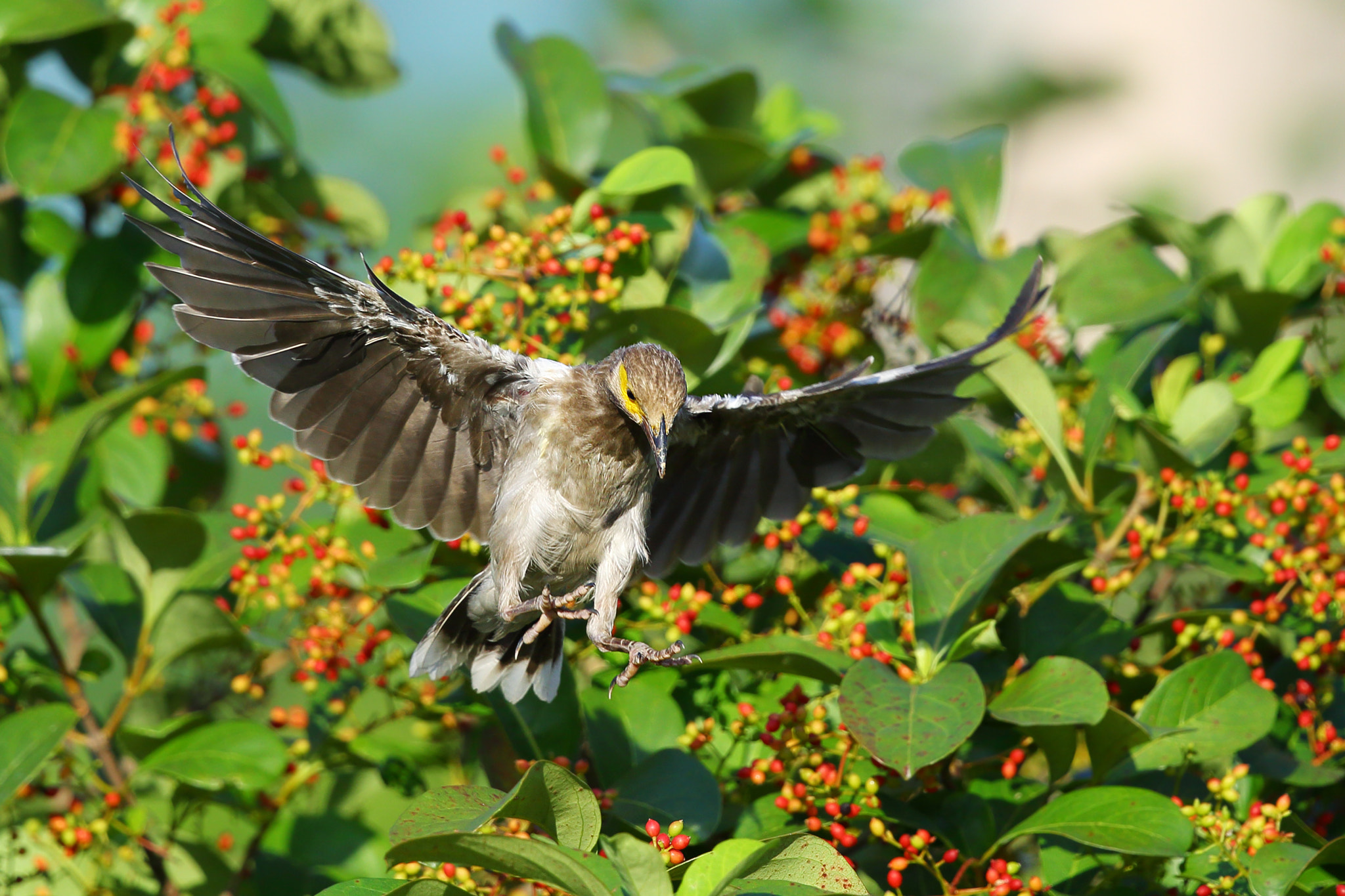 Canon EF 300mm F2.8L IS II USM sample photo. The rich fruit photography