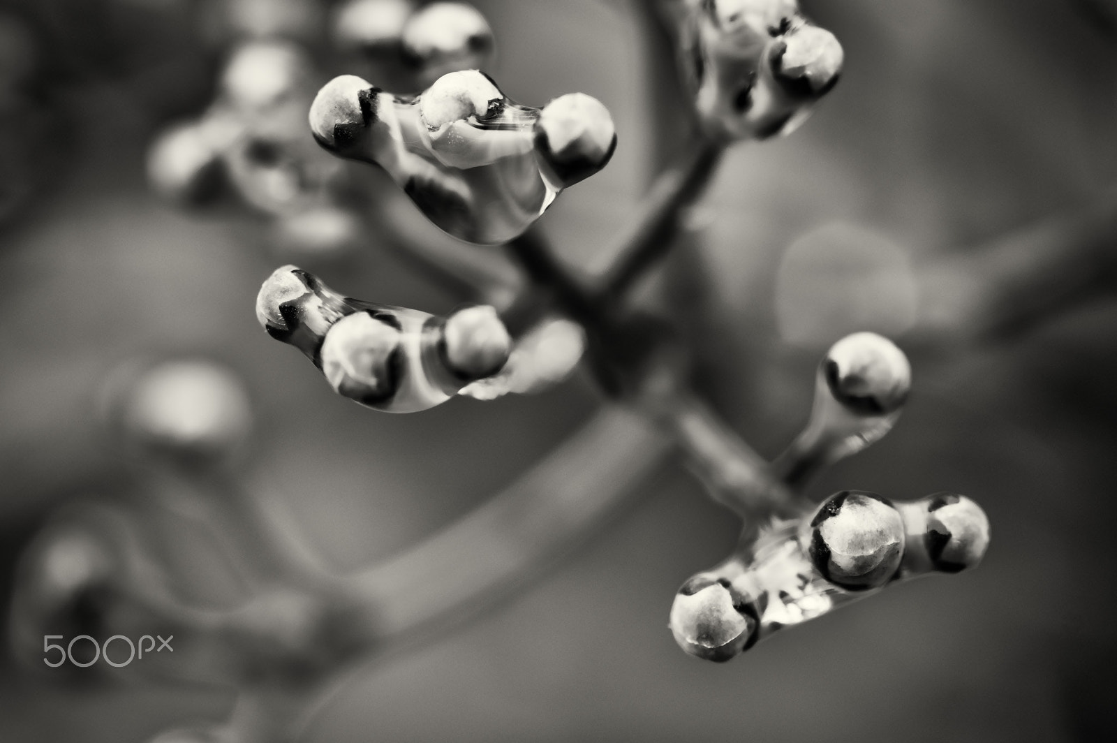 Pentax K-3 II + A Series Lens sample photo. Bwm tiny berries photography