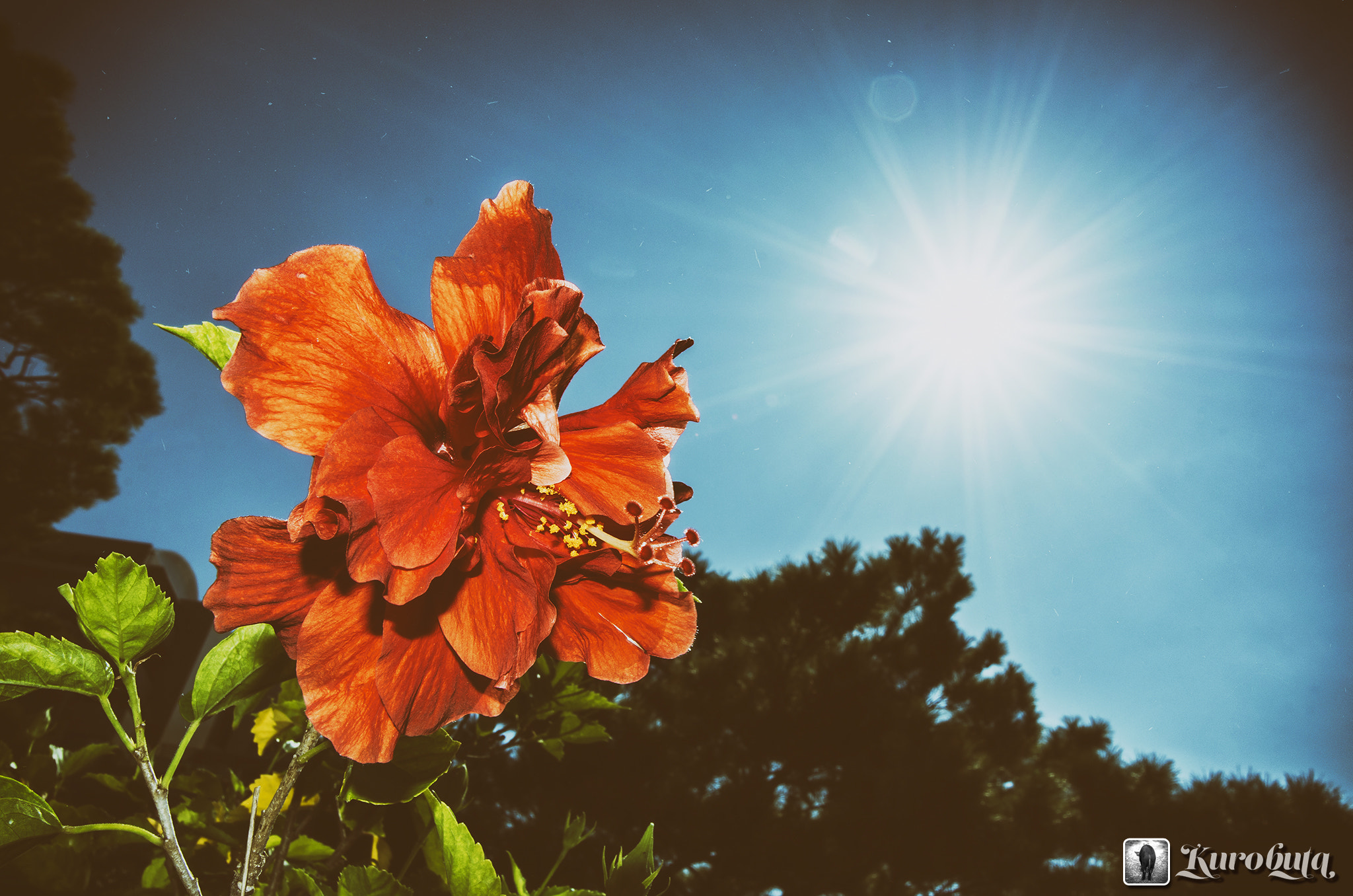 Pentax K-5 IIs sample photo. Red flowers and the sun photography