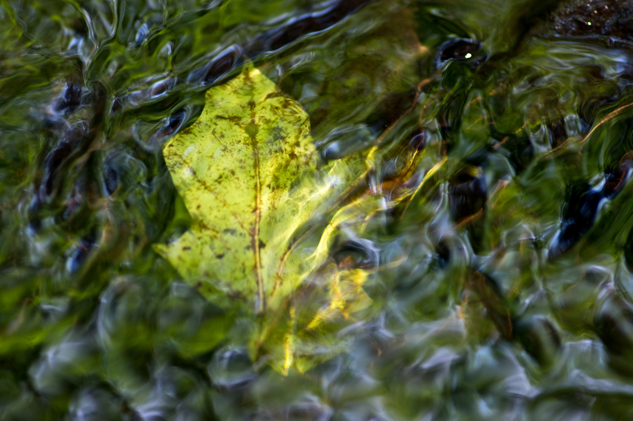 Pentax K-3 sample photo. Ripples over leaf photography