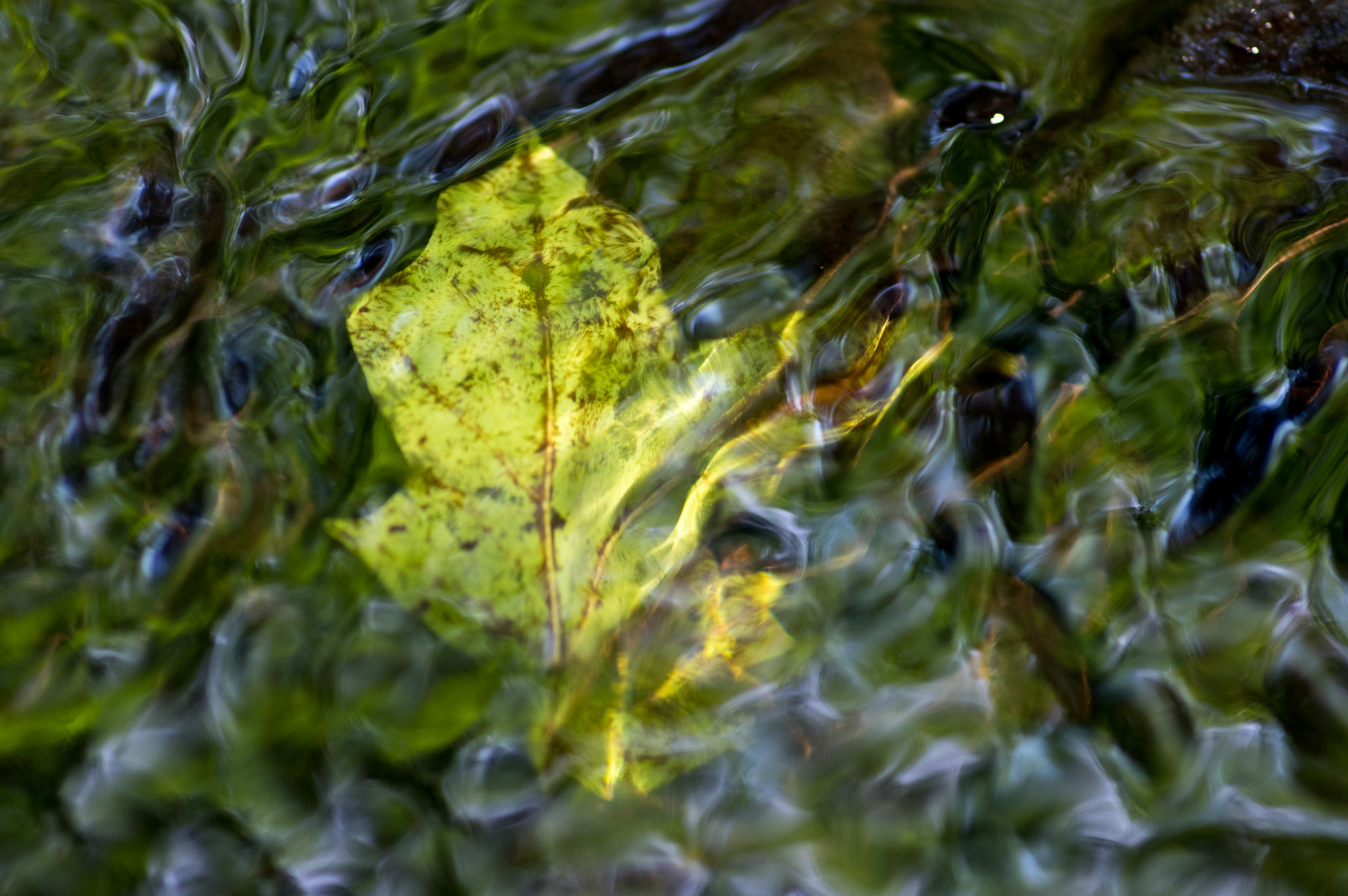 Pentax smc D-FA 100mm F2.8 Macro WR sample photo. Ripples over leaf photography