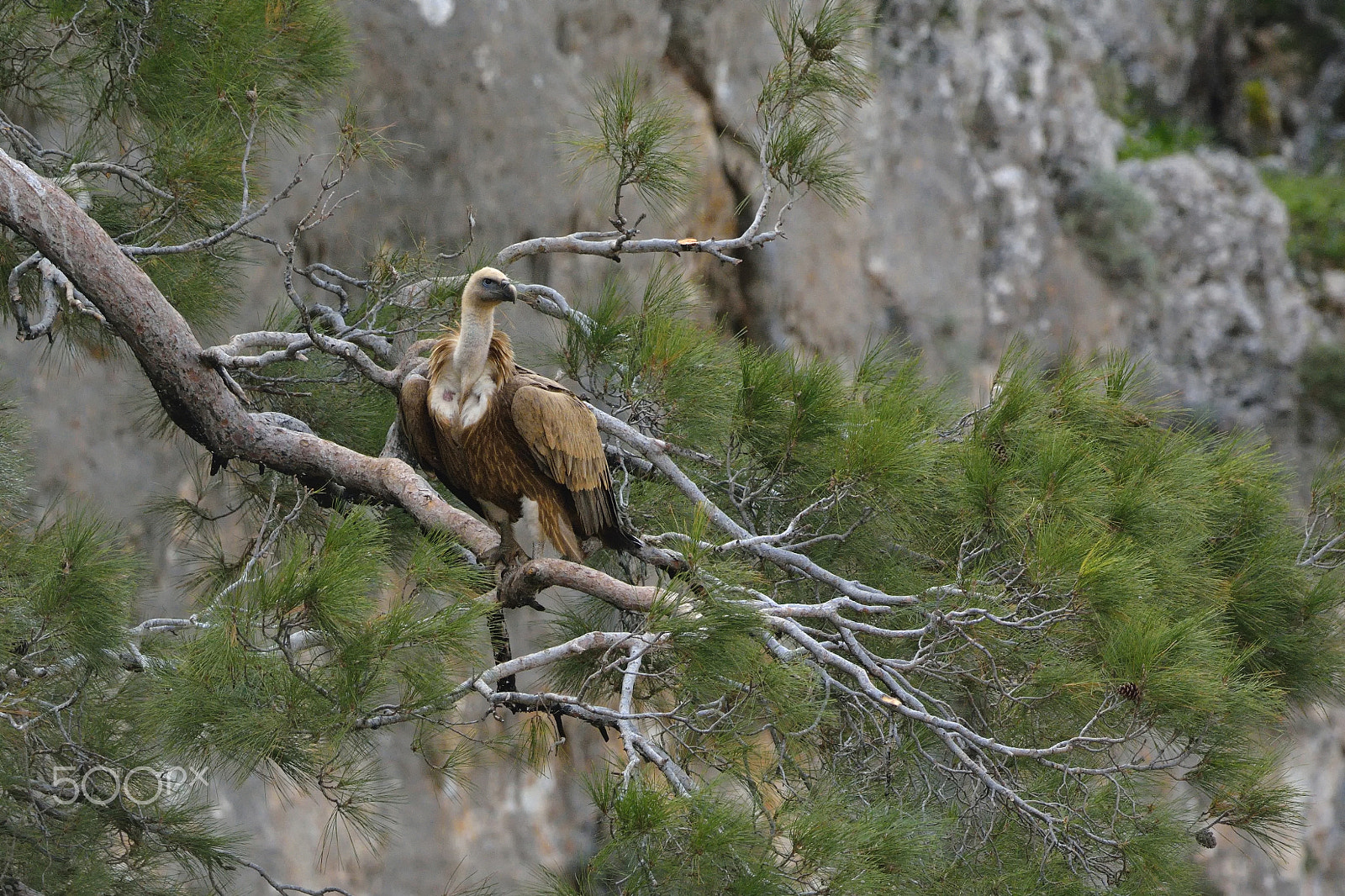 Nikon D7100 + Nikon AF-S Nikkor 500mm F4G ED VR sample photo. Griffon vulture photography