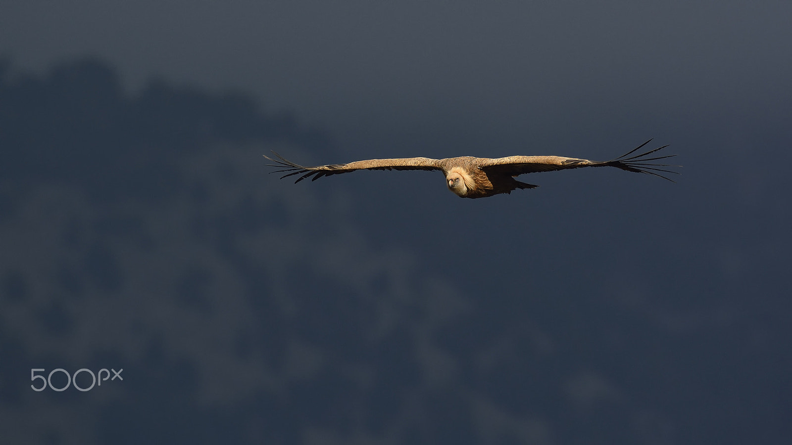 Nikon D7100 + Nikon AF-S Nikkor 500mm F4G ED VR sample photo. Griffon vulture photography