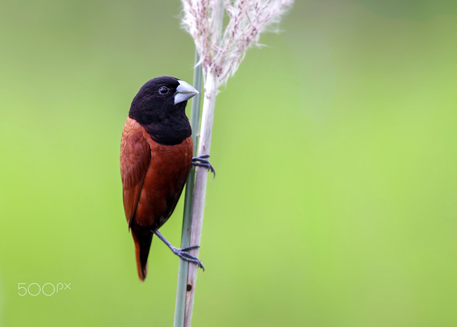 Canon EOS 600D (Rebel EOS T3i / EOS Kiss X5) + Canon EF 300mm F4L IS USM sample photo. Chestnut munia photography