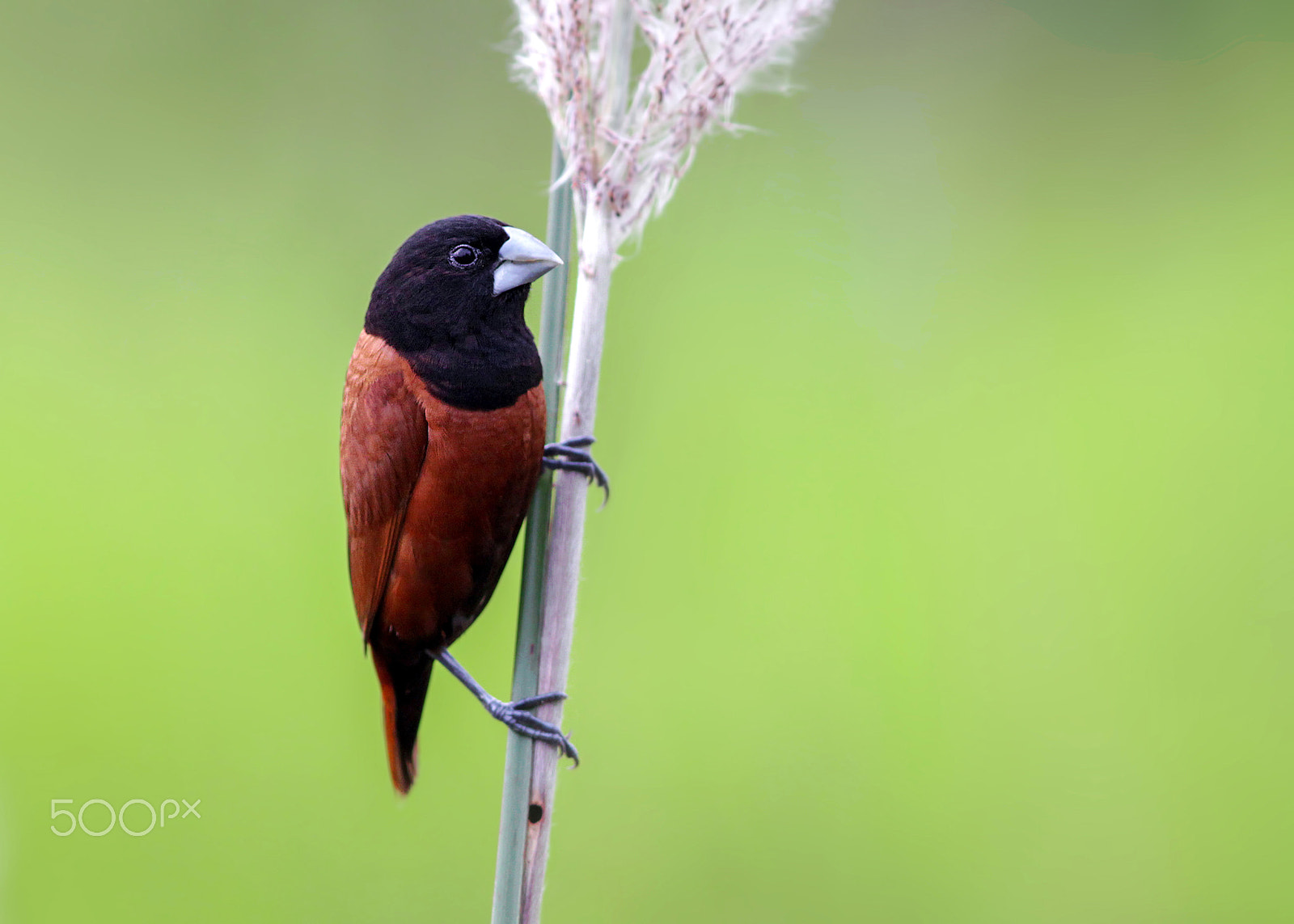 Canon EF 300mm F4L IS USM sample photo. Chestnut munia photography