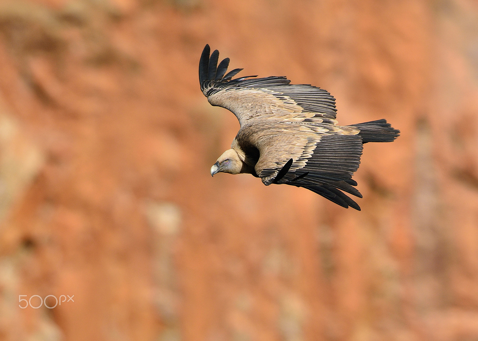 Nikon D7100 + Nikon AF-S Nikkor 500mm F4G ED VR sample photo. Griffon vulture photography