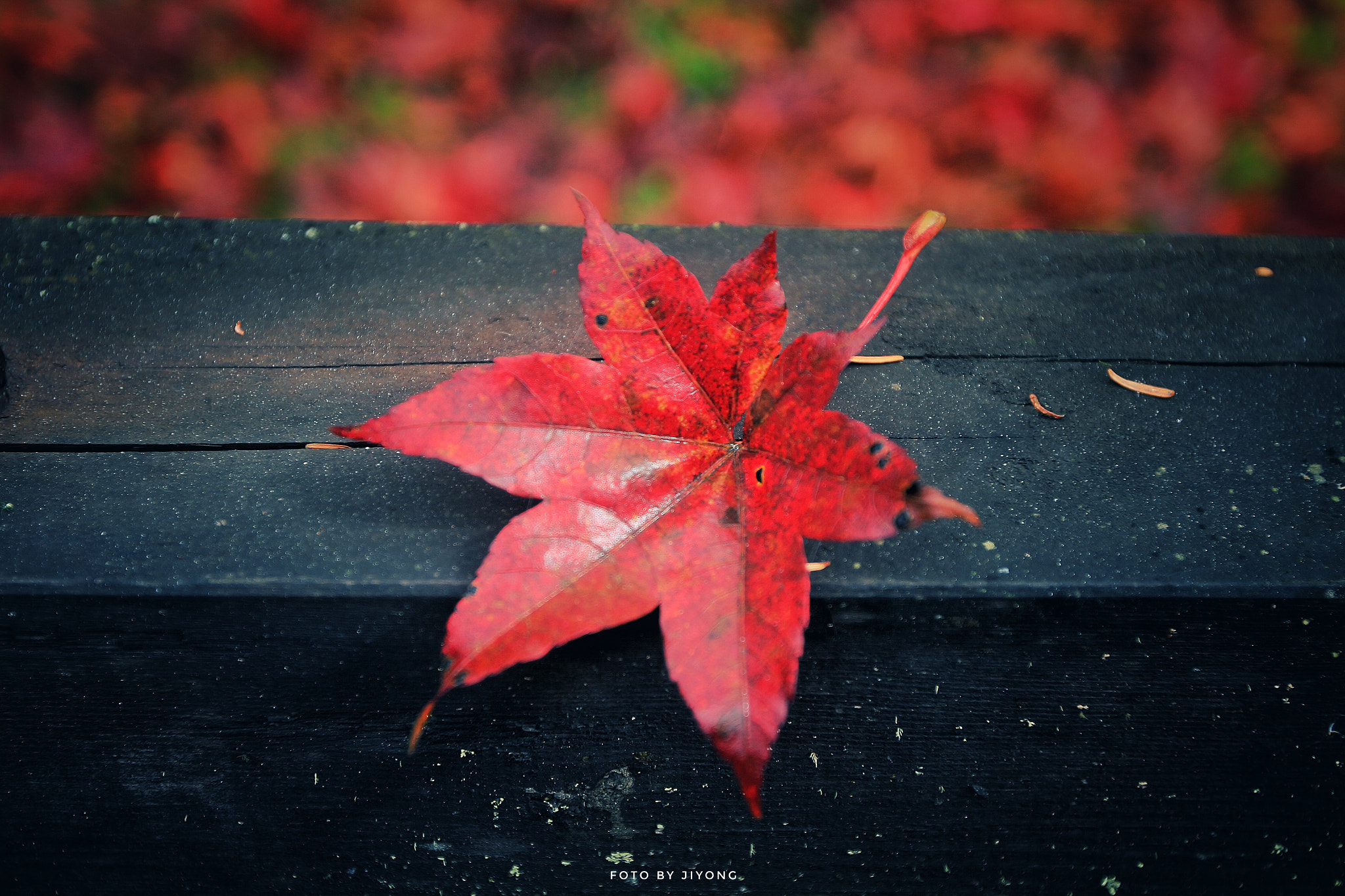 Canon EOS M sample photo. 落叶 photography
