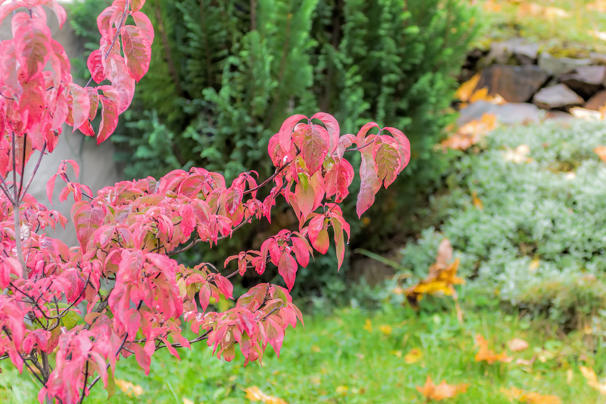 Canon EF 100-400mm F4.5-5.6L IS USM sample photo. Autumn colors photography