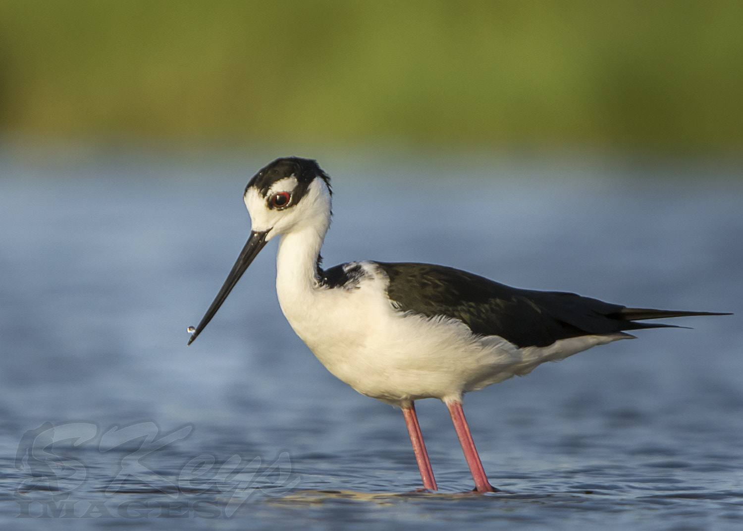 Sigma 500mm F4.5 EX DG HSM sample photo. Balancing act (black-necked stilt) photography