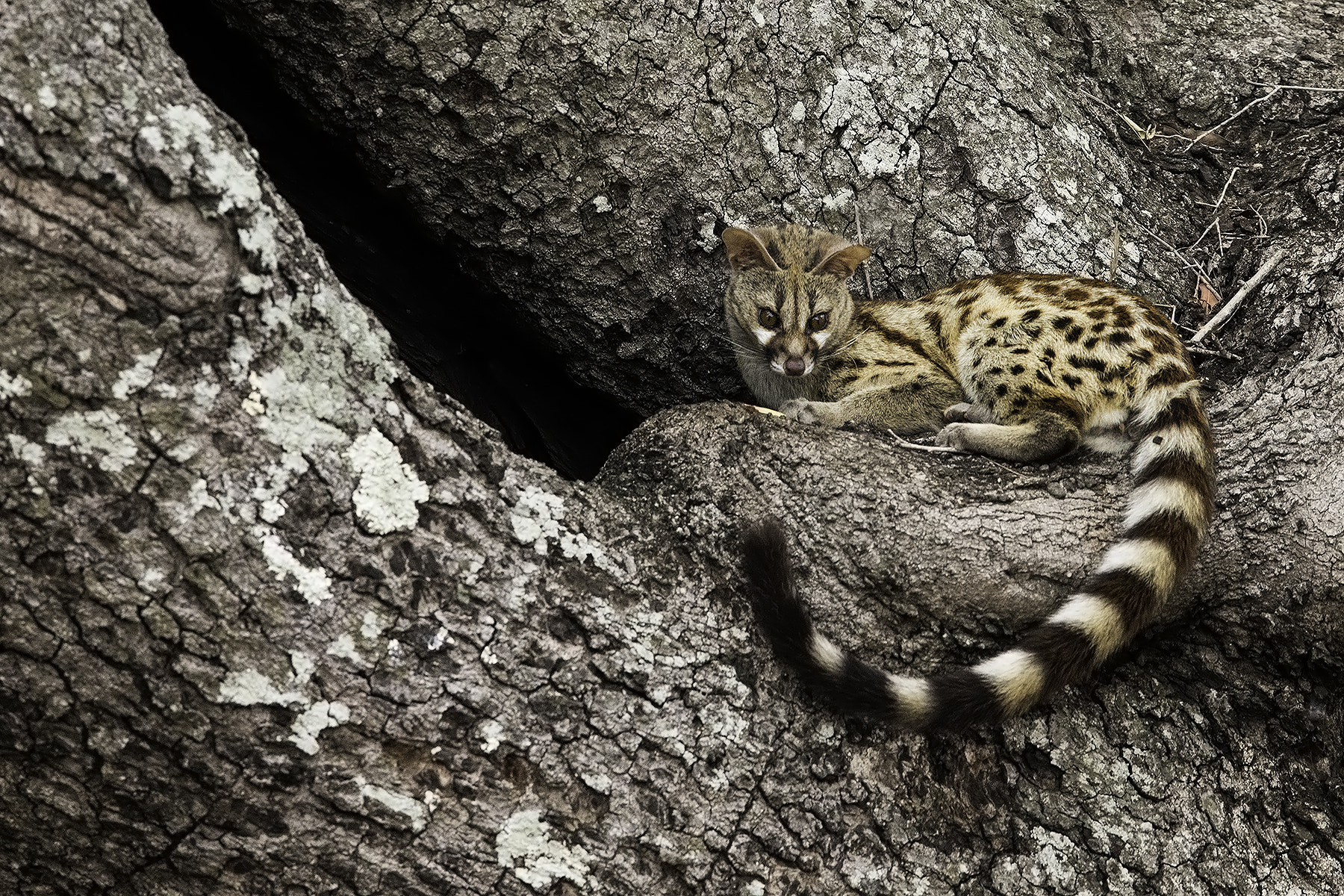 Canon EF 600mm F4L IS II USM sample photo. Genet photography