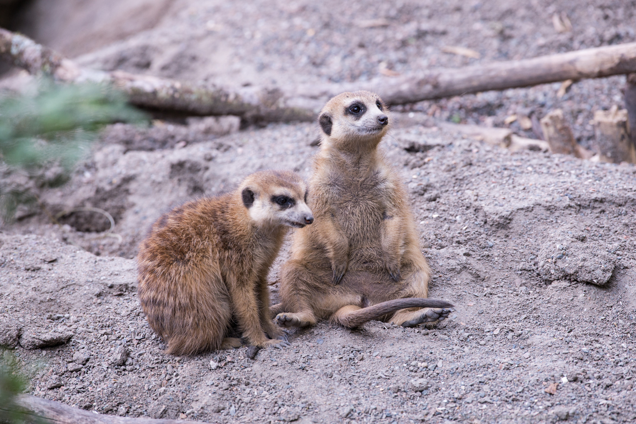Nikon AF-S Nikkor 200-500mm F5.6E ED VR sample photo. Meerkats photography