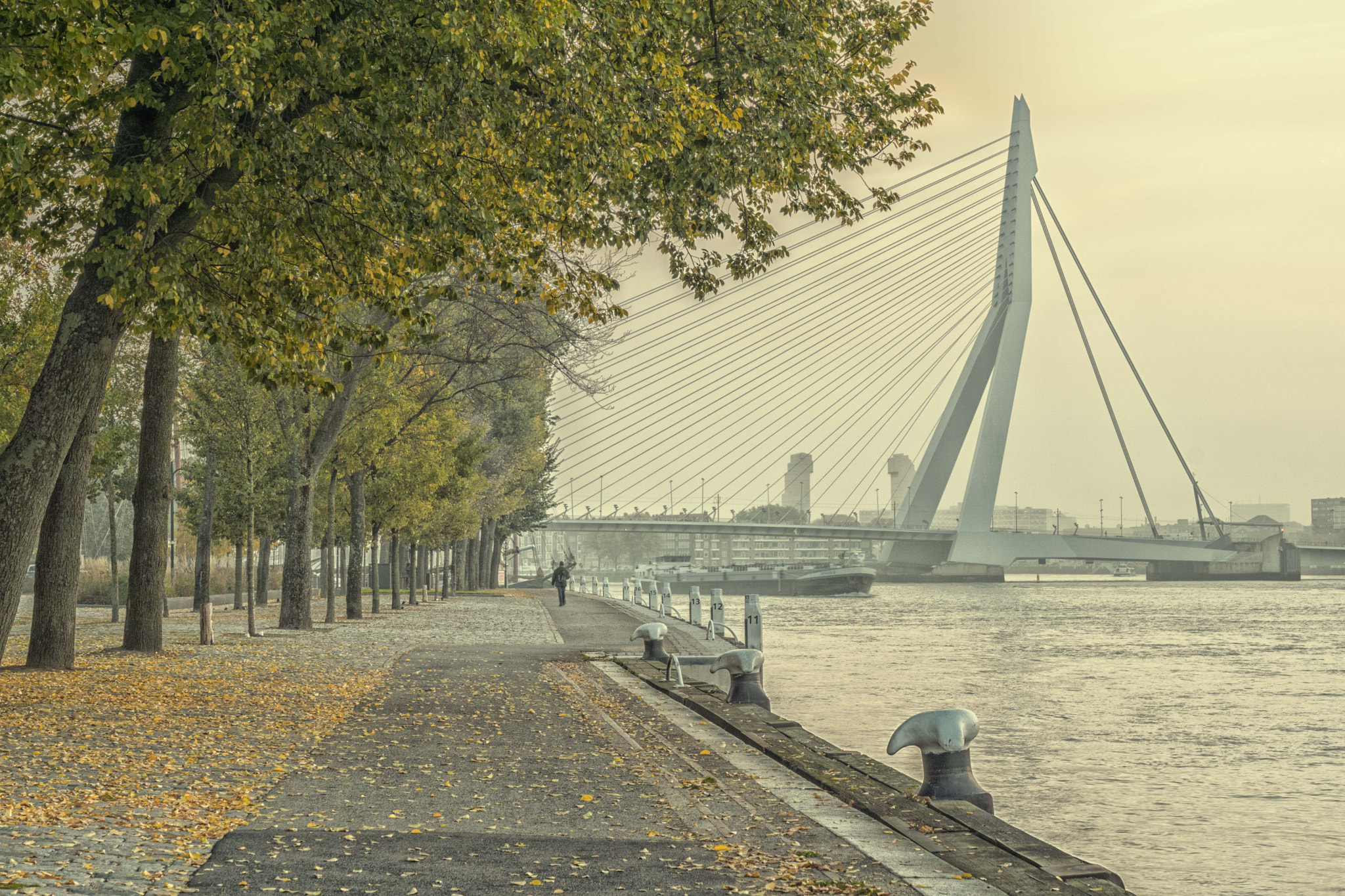 Sony ILCA-77M2 + 24-70mm F2.8 sample photo. Rotterdam autumn morning photography
