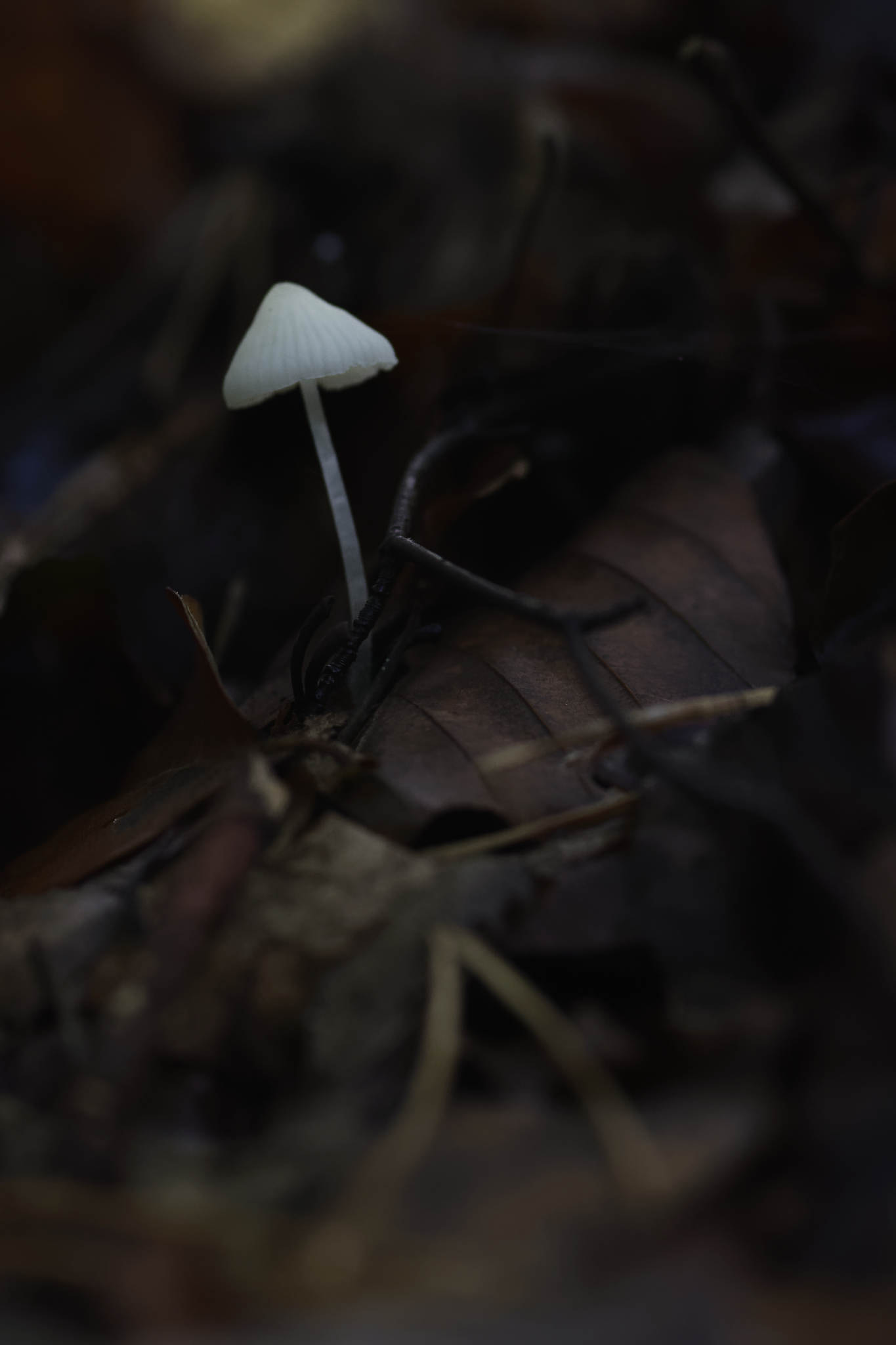 Nikon D7200 + Sigma 105mm F2.8 EX DG Macro sample photo. Dans les feuilles - in the leaves photography