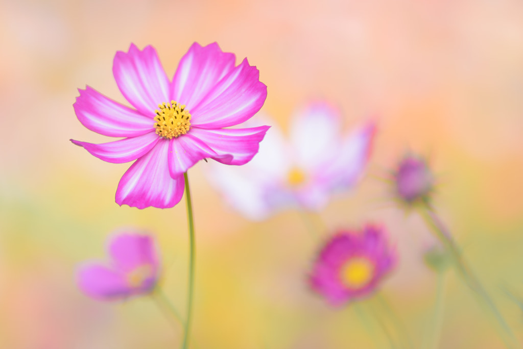 Cosmos Flowers by L.th  on 500px.com