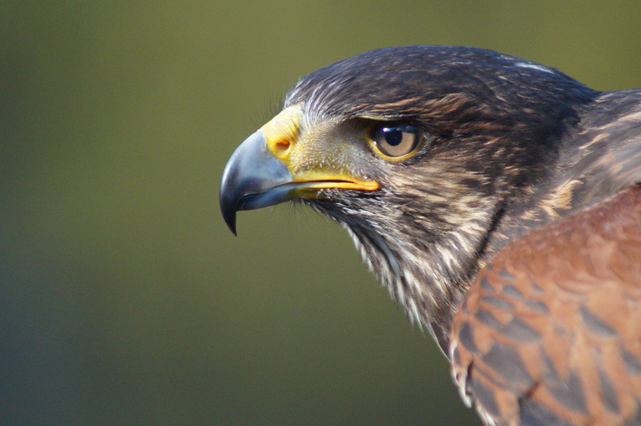 Sony 75-300mm F4.5-5.6 sample photo. Harris hawk photography