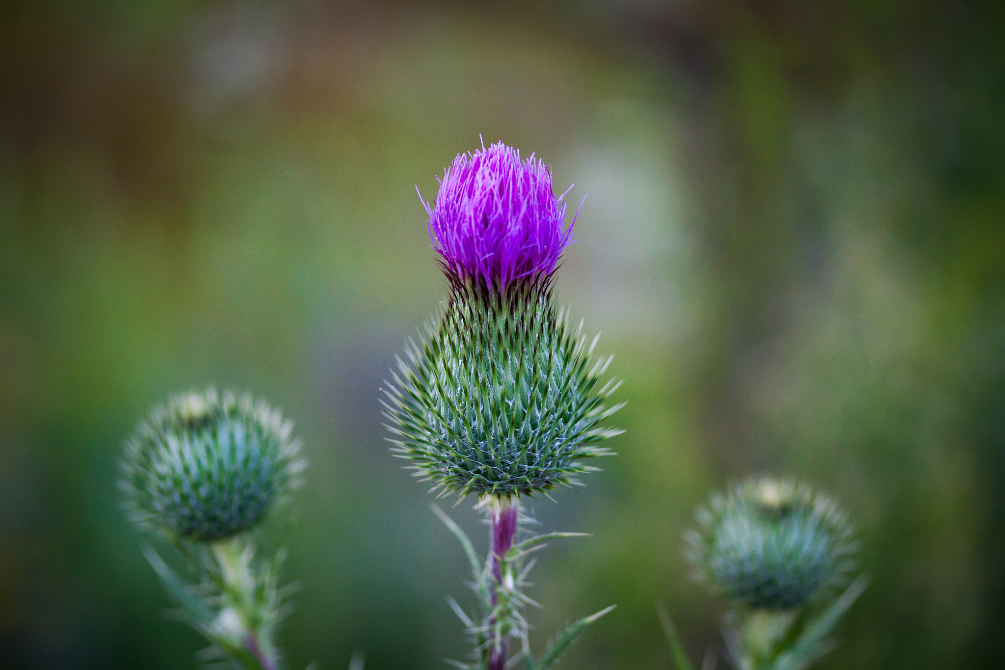Canon EF-S 60mm F2.8 Macro USM sample photo. And the winner is... photography