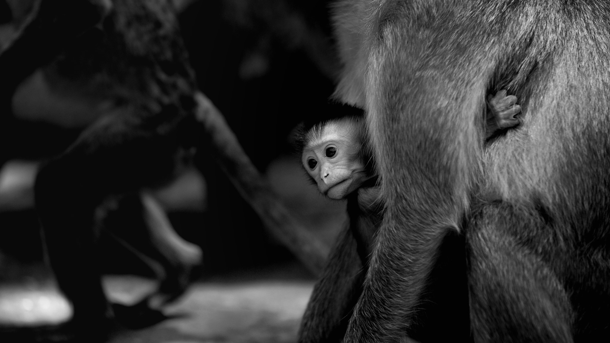 Nikon Df sample photo. Mother photography