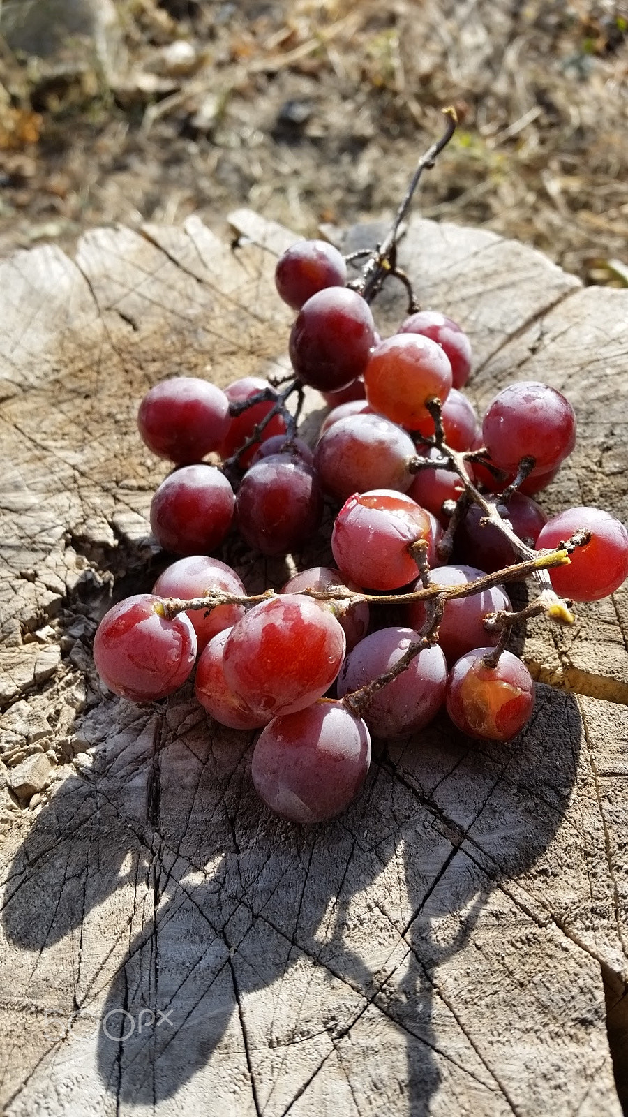 Samsung Galaxy S5 Active sample photo. 20151017_104947.jpg photography