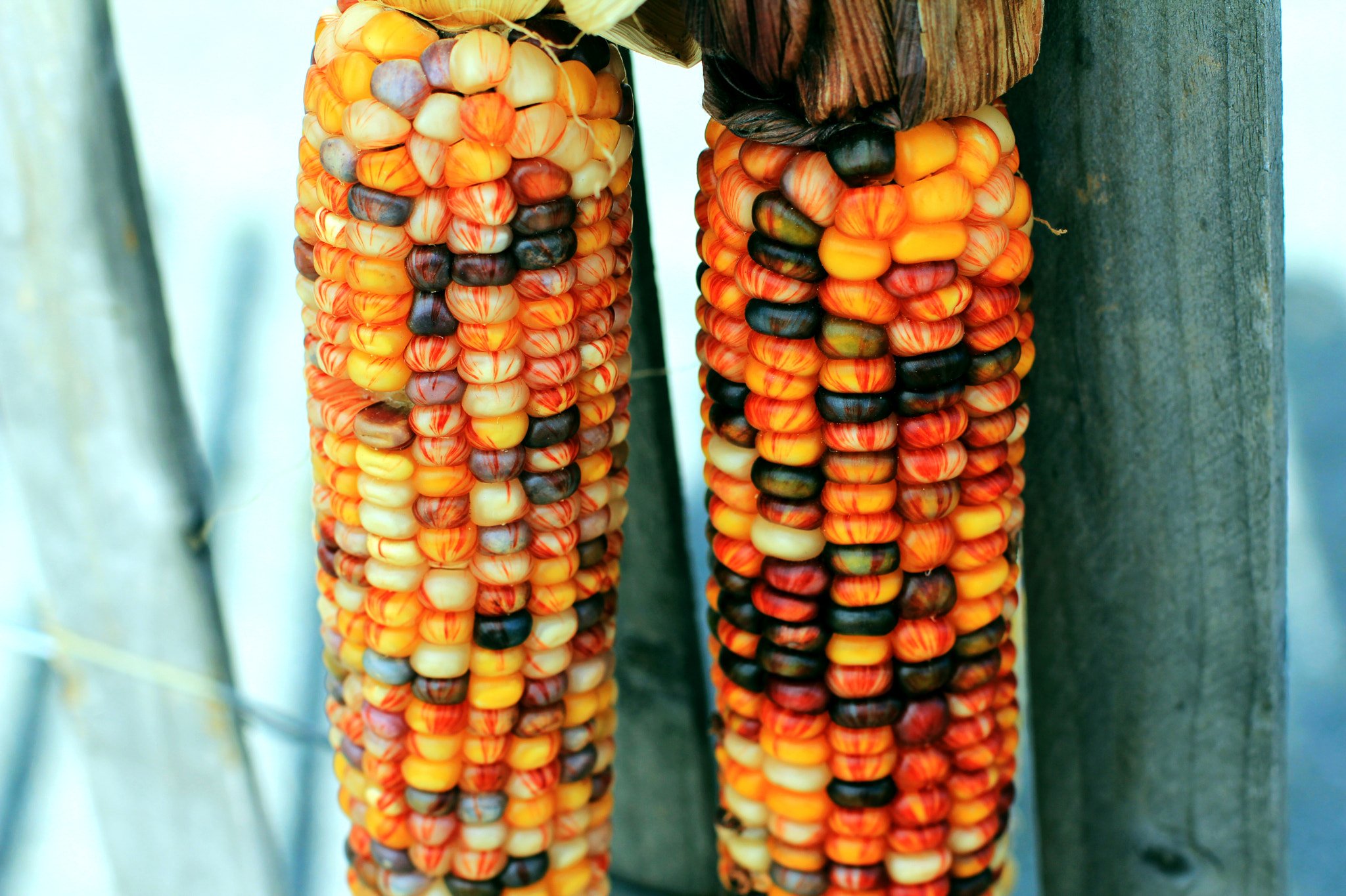 Canon EOS 550D (EOS Rebel T2i / EOS Kiss X4) sample photo. Color corn..  photography