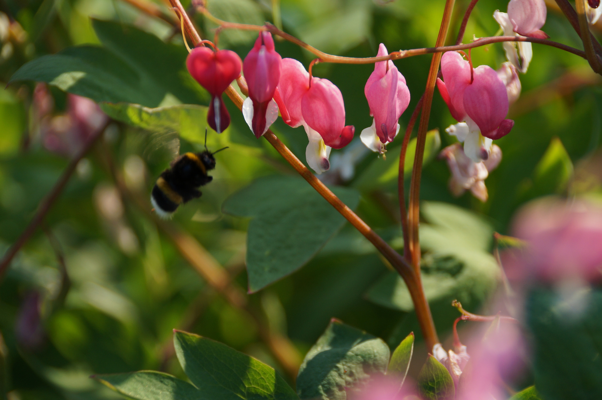 Sony DT 18-250mm F3.5-6.3 sample photo. Biene maja photography