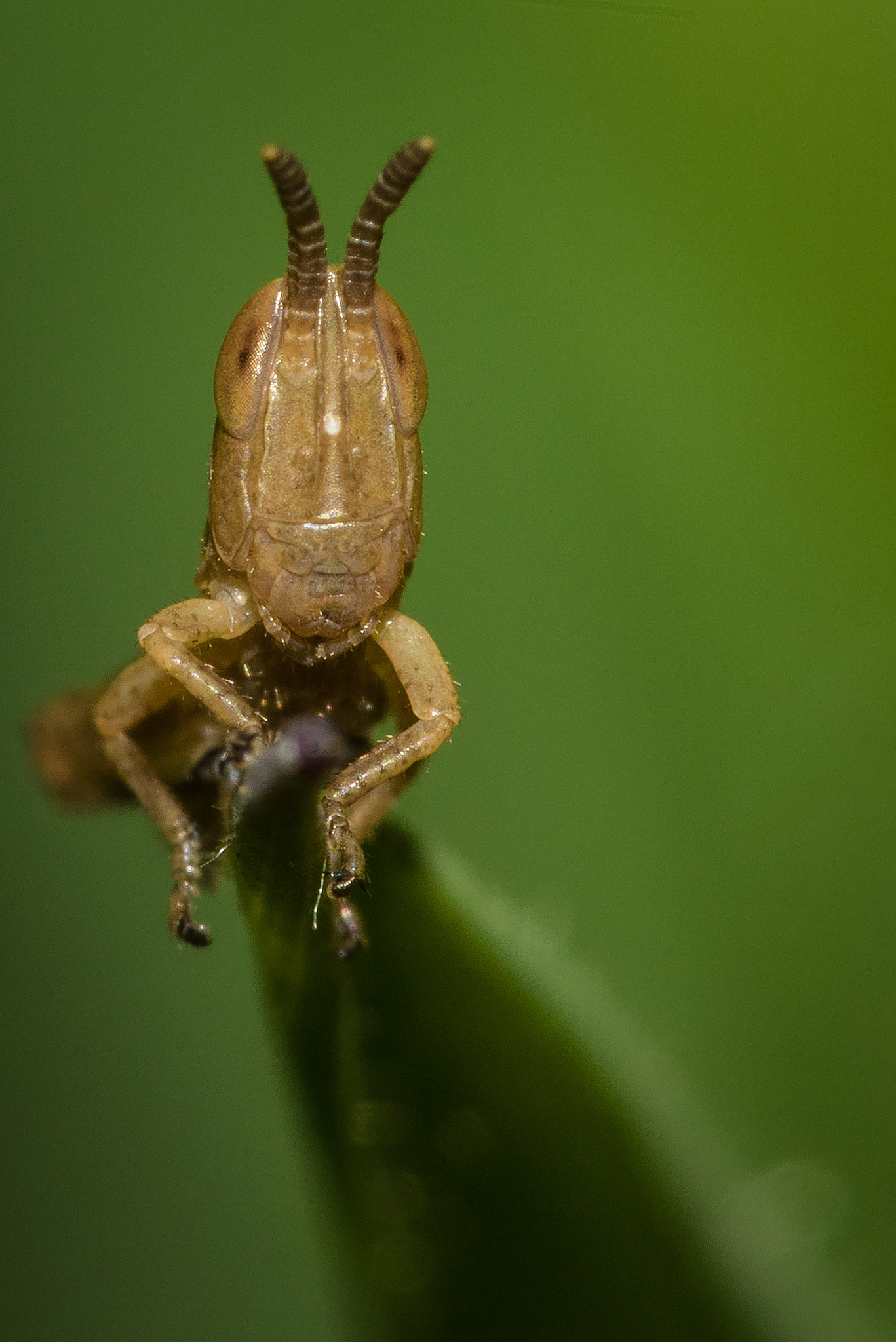 Nikon AF Micro-Nikkor 200mm F4D ED-IF sample photo. Hey, what's up !? photography