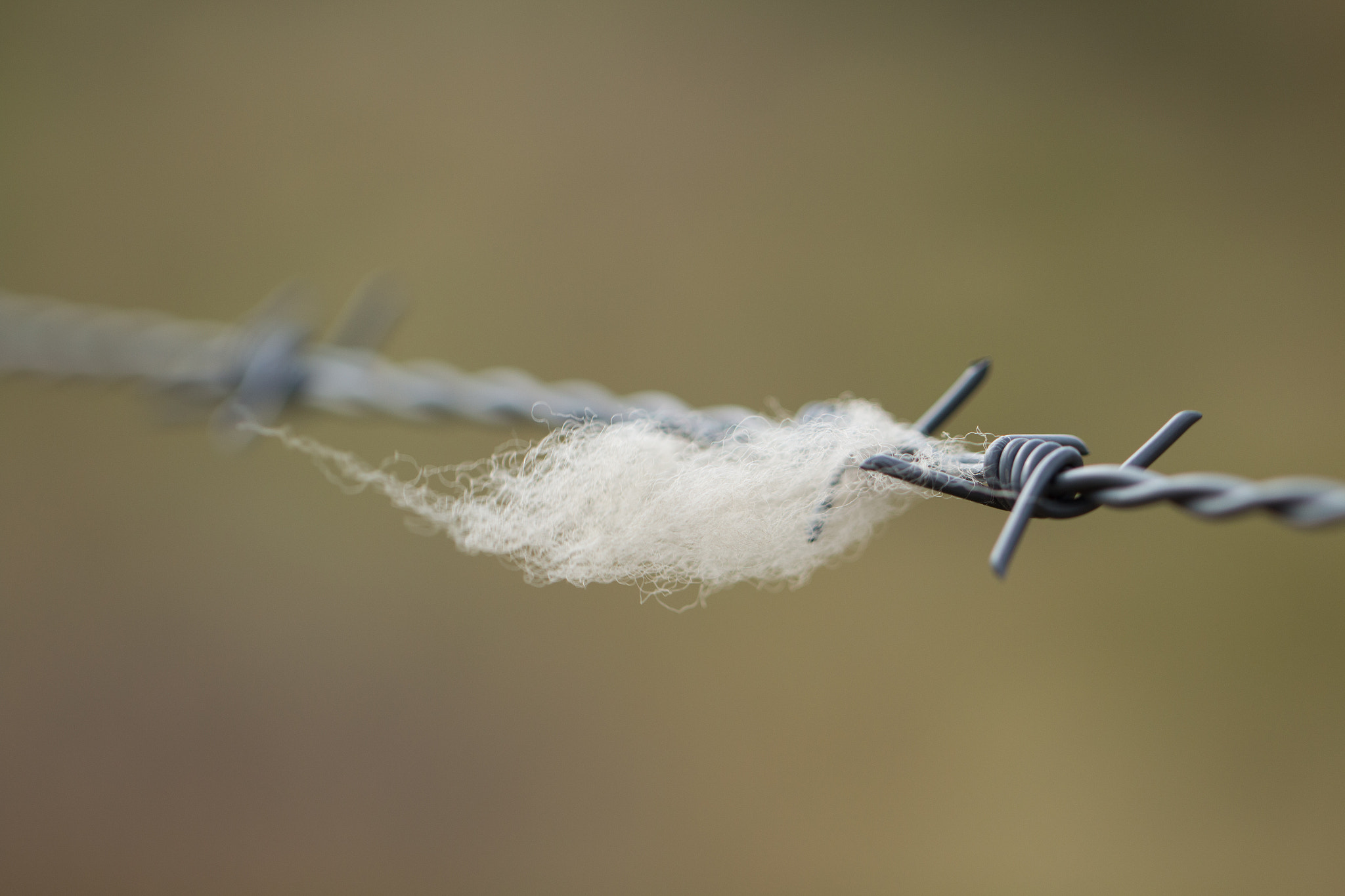 Canon EOS 700D (EOS Rebel T5i / EOS Kiss X7i) + Canon EF 100mm F2.8L Macro IS USM sample photo. Sheep wool hooked photography