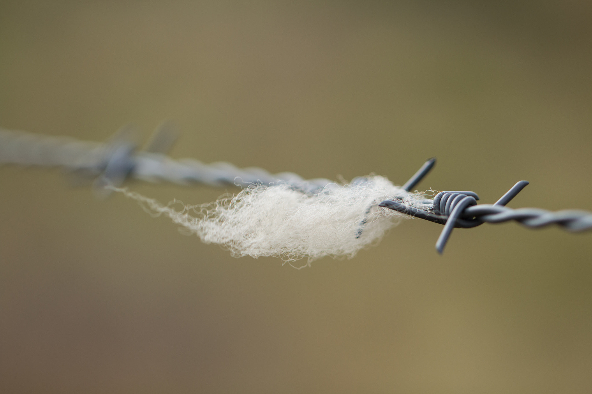 Canon EF 100mm F2.8L Macro IS USM sample photo. Sheep wool hooked photography