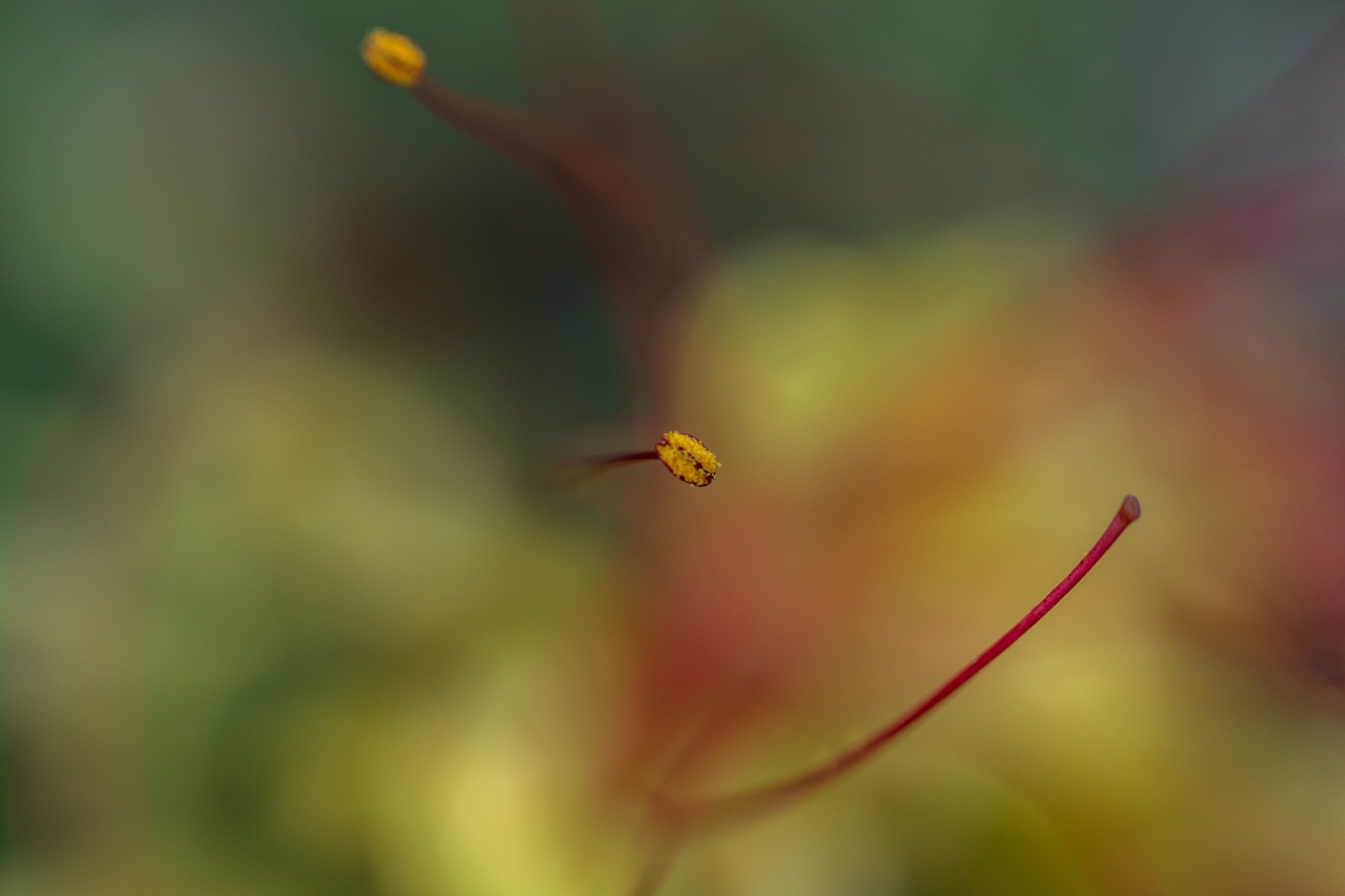 Canon EF 100mm F2.8L Macro IS USM sample photo. Stamen photography