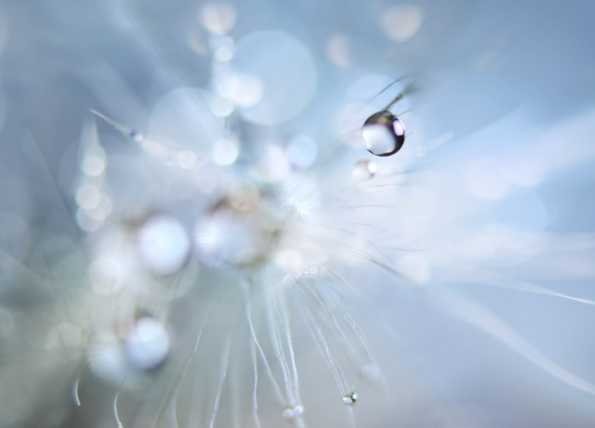 Nikon AF-S Micro-Nikkor 60mm F2.8G ED sample photo. Seeds firework photography