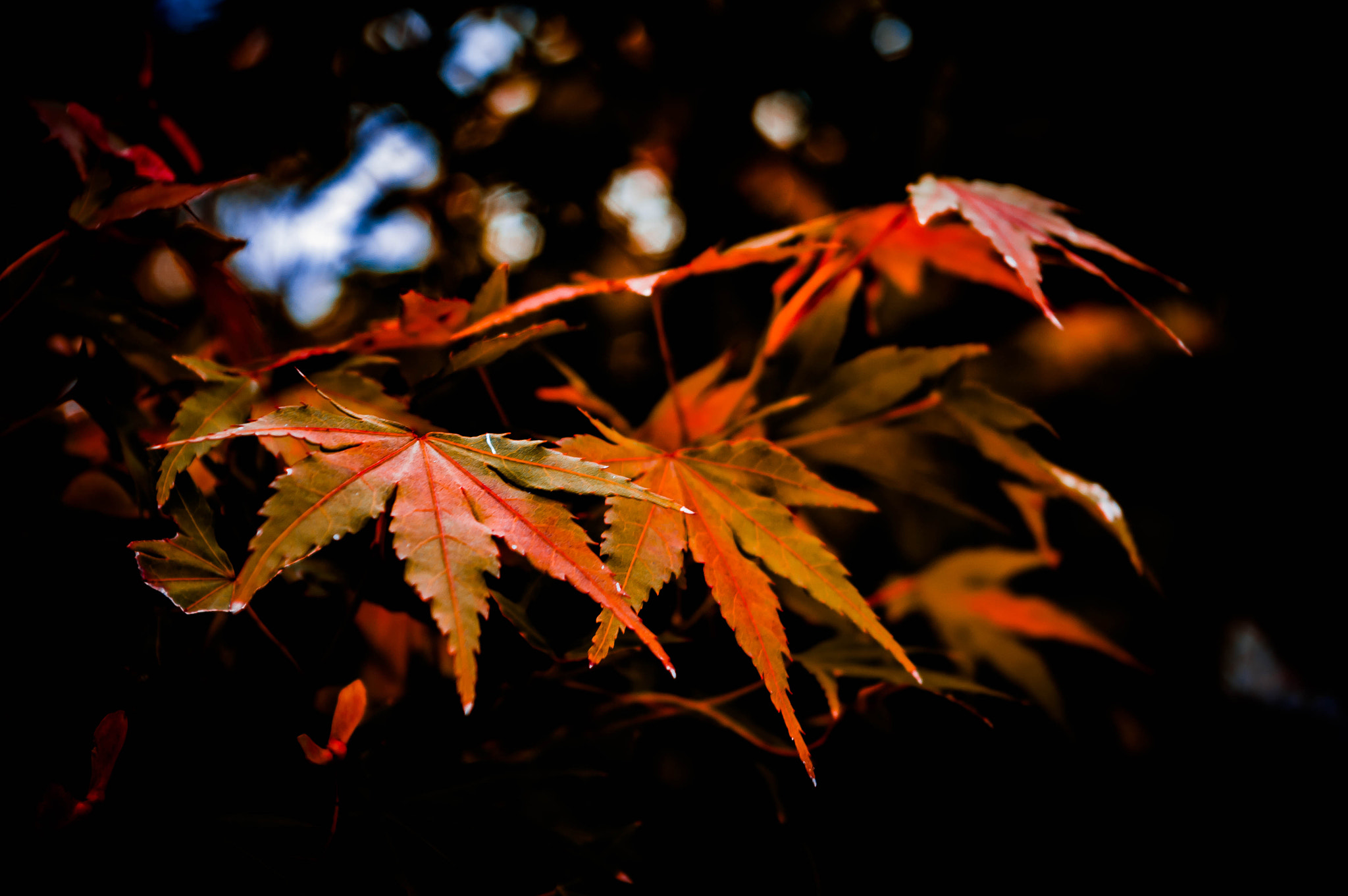 Pentax K20D sample photo. In autumn photography