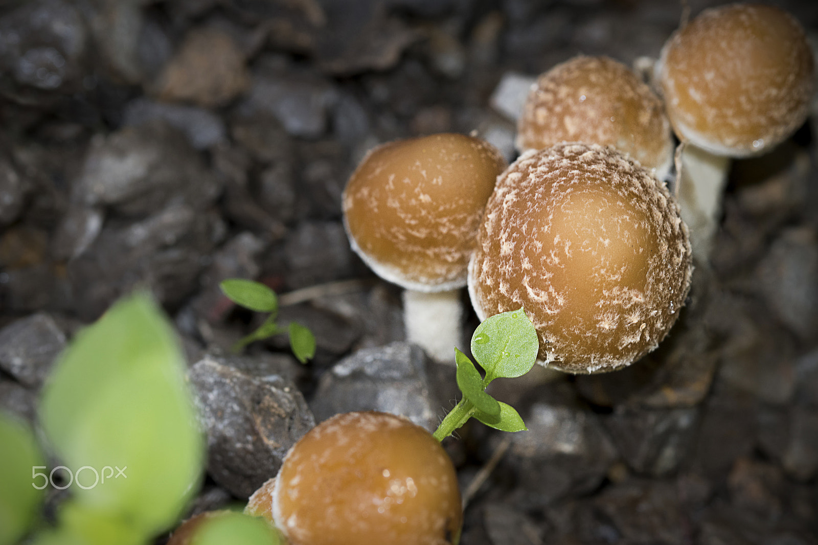 Sigma 105mm F2.8 EX DG OS HSM sample photo. Mushrooms photography