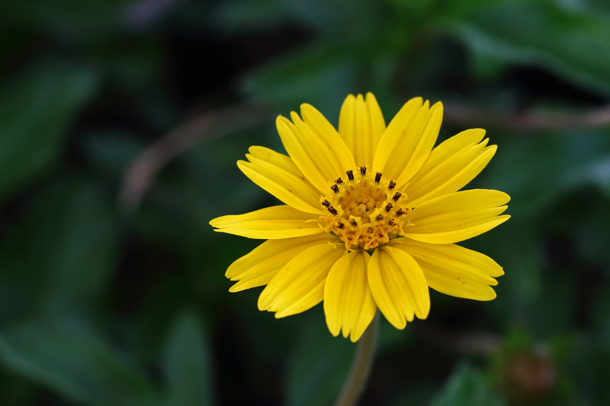 close up yellow flower and water on flower