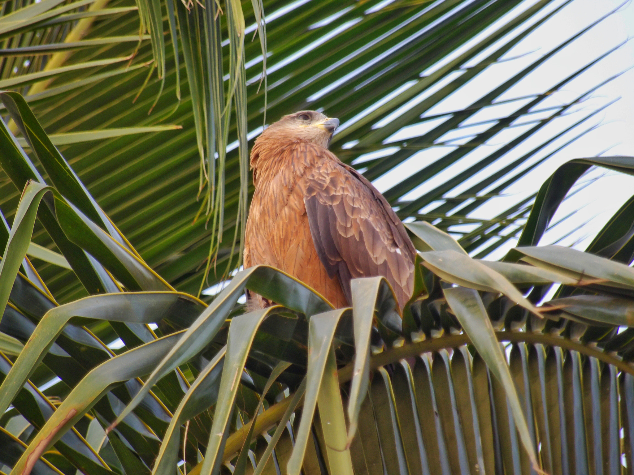 Ricoh PENTAX XG-1 sample photo. Black kite photography