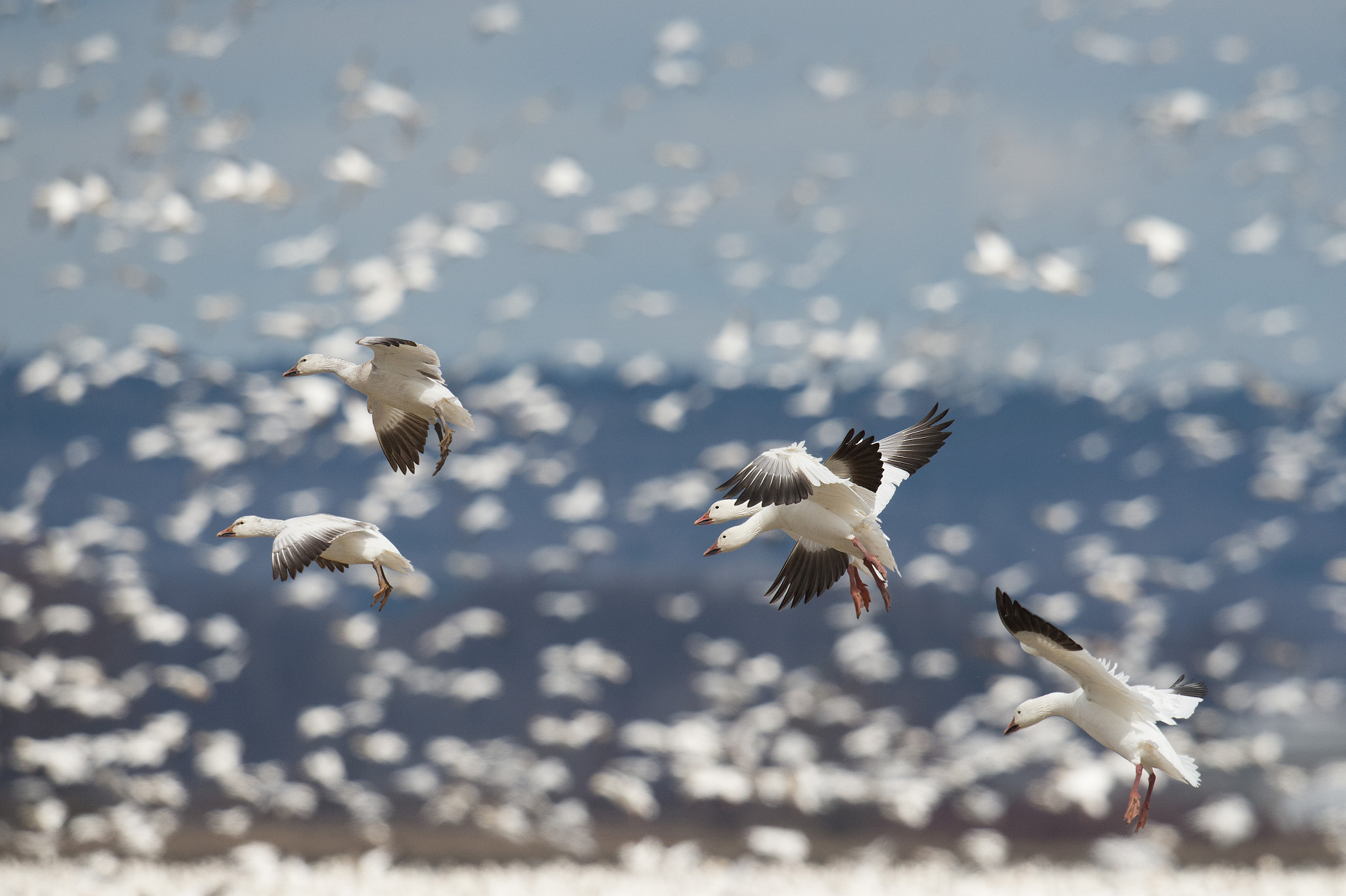 Nikon D4 sample photo. Oie des neiges - chen caerulescens - snow goose photography