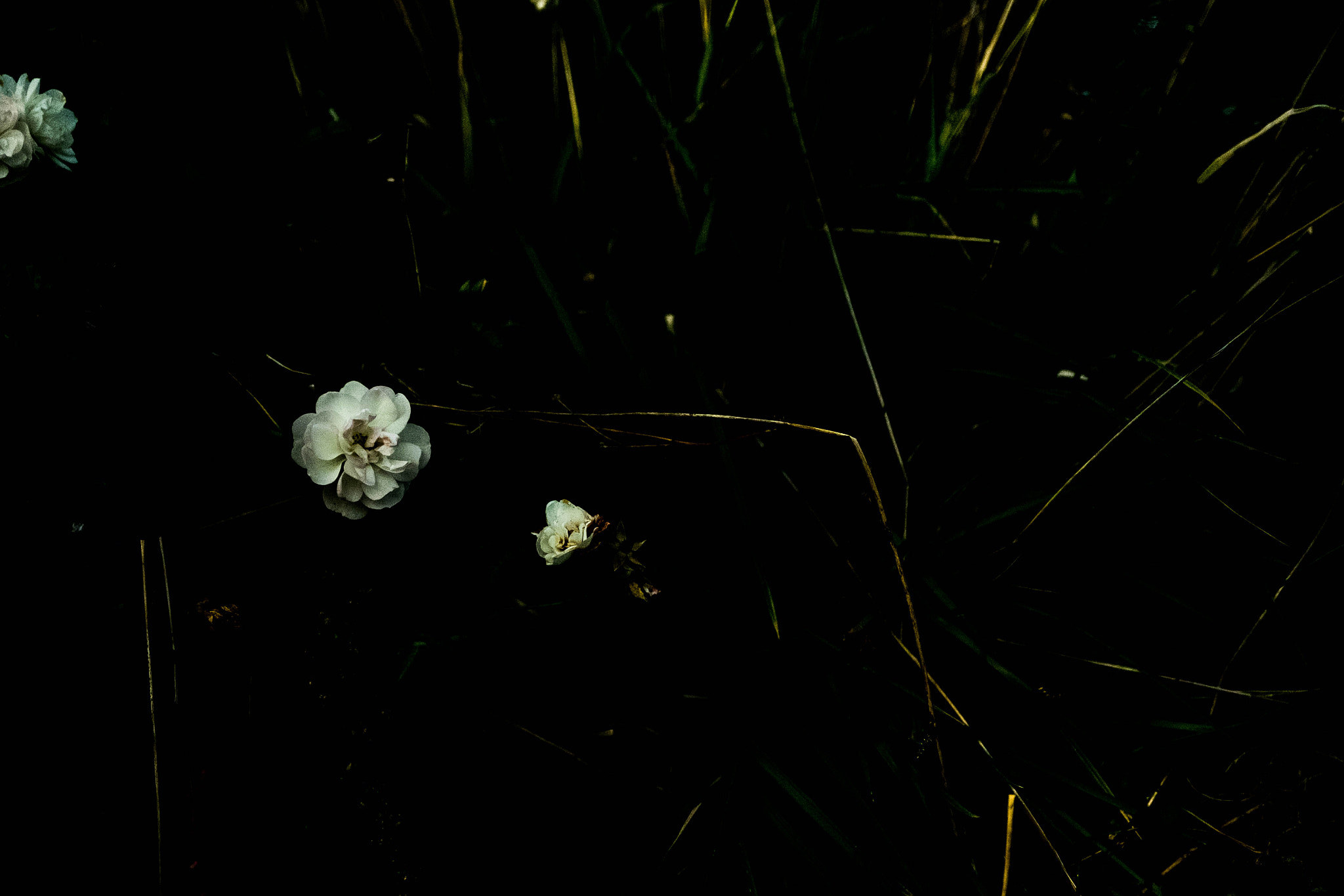 Fujifilm X-T10 + Fujifilm XF 16-55mm F2.8 R LM WR sample photo. Sentimentalism photography