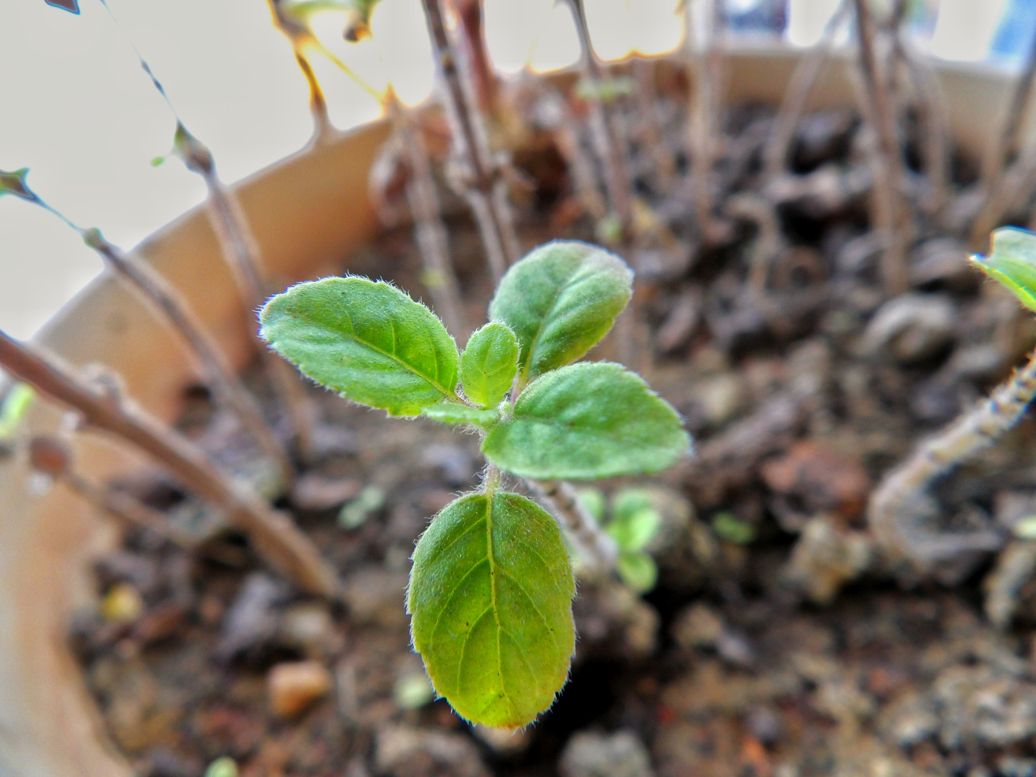 Ricoh PENTAX XG-1 sample photo. A seedling photography