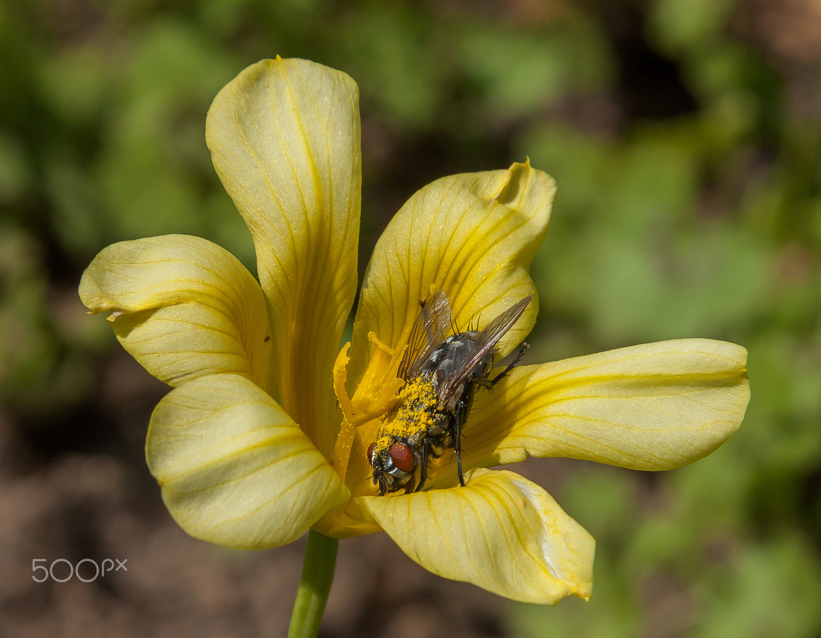 Canon EF-S 17-85mm F4-5.6 IS USM sample photo. Yellow cape tulip (moraea collina)(=homeria collina) with a flesh fly (sarcophaga africa) photography