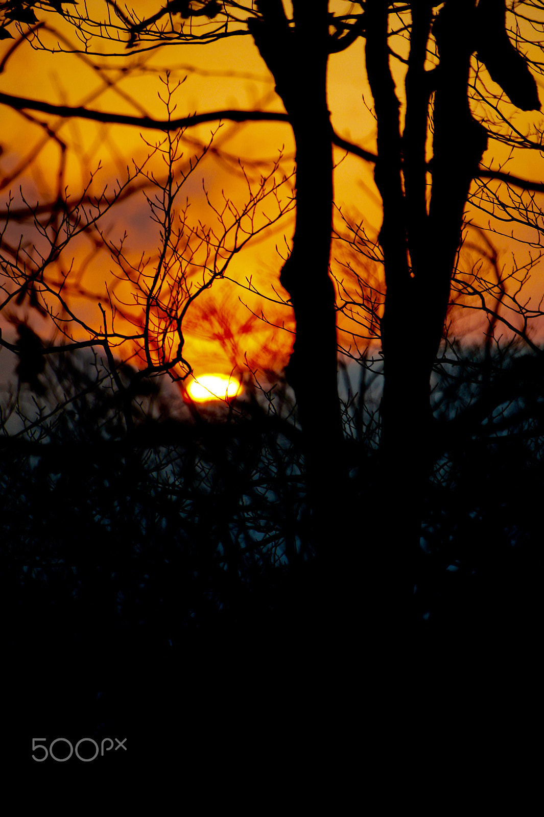 Sony Alpha NEX-3 + Sony E 55-210mm F4.5-6.3 OSS sample photo. Sunset through the trees photography