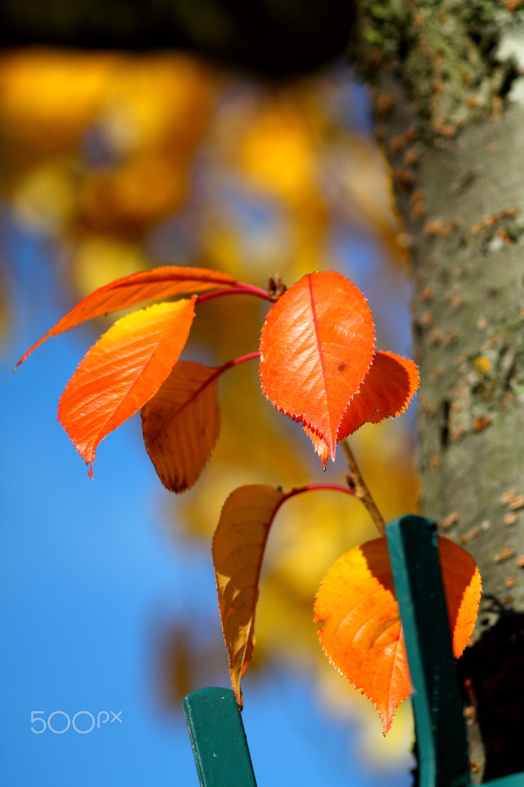 Canon EF 35-80mm f/4-5.6 sample photo. Red orange sakura leaves photography