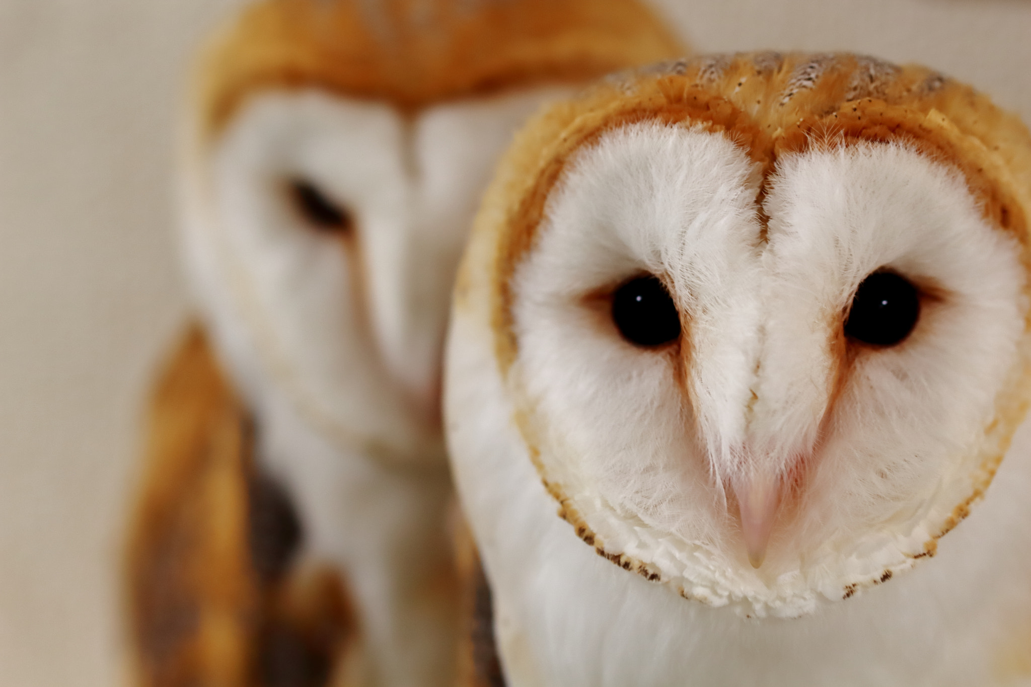 Canon EOS 700D (EOS Rebel T5i / EOS Kiss X7i) sample photo. Someone behind you ~barn owl~ photography
