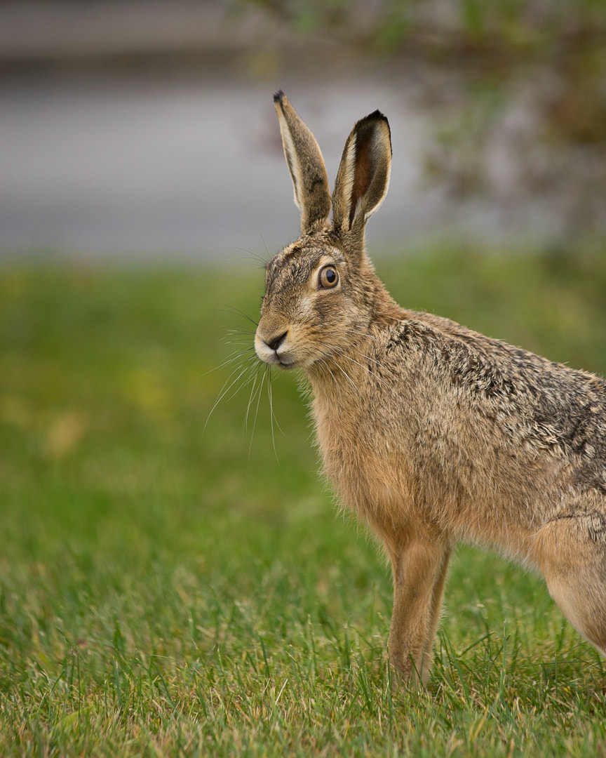 Canon EF 300mm F4L IS USM sample photo. What's up doc? photography